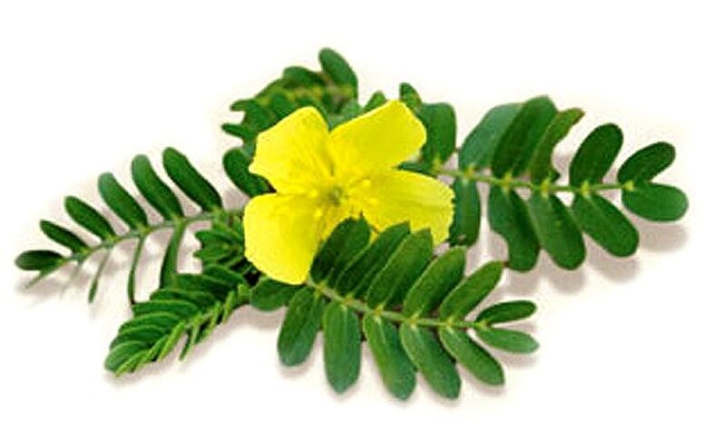 Gluconol съдържа Tribulus terrestris